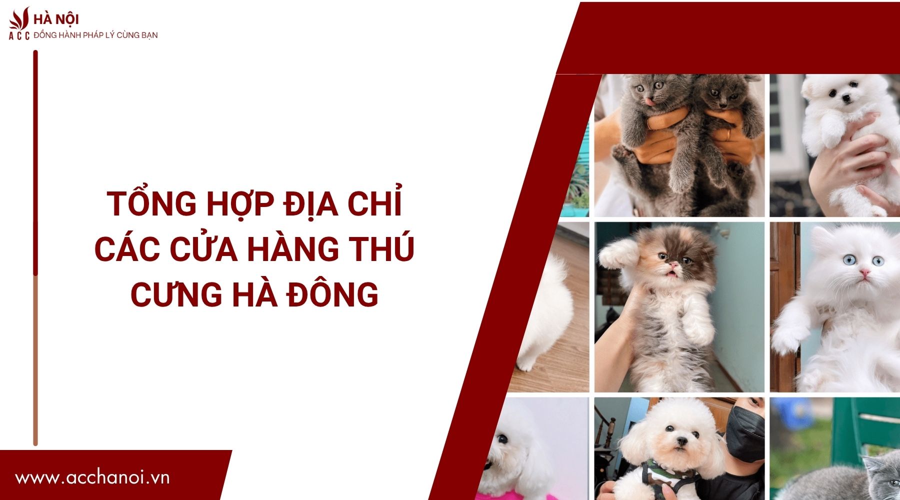 Tổng hợp địa chỉ các cửa hàng thú cưng Hà Đông.jpg