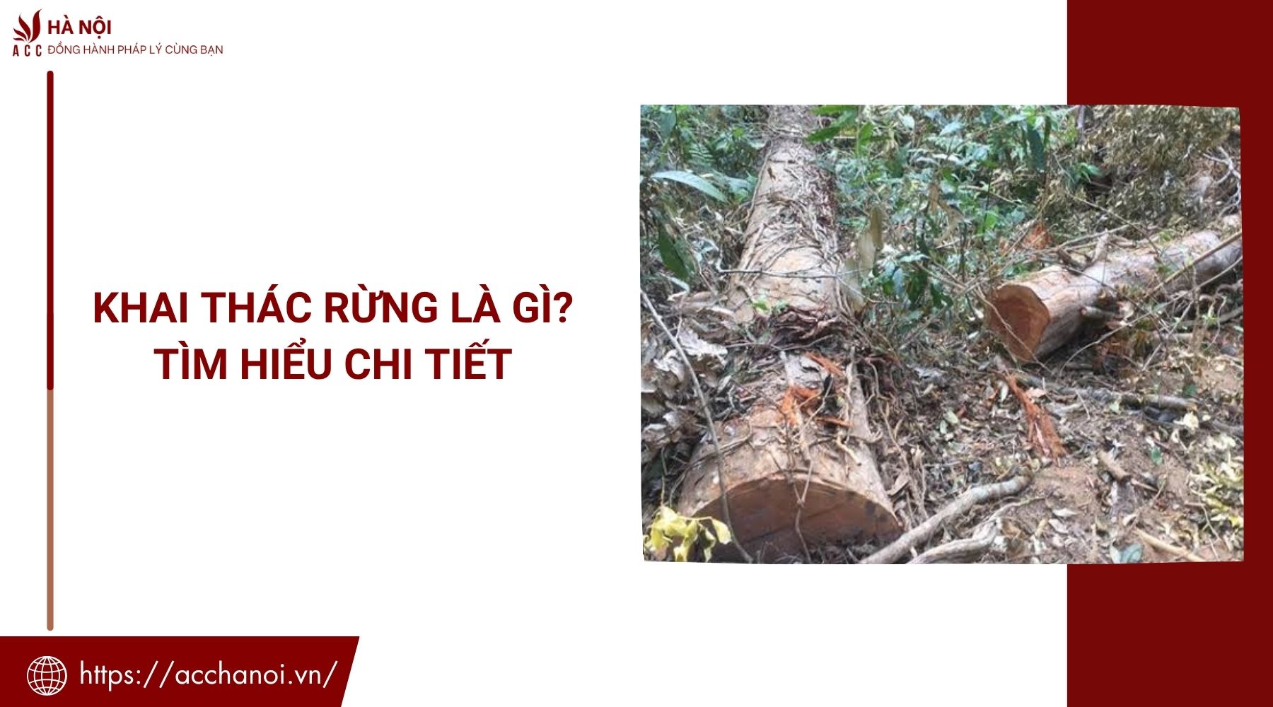 Khai thác rừng là gì? Tìm hiểu chi tiết